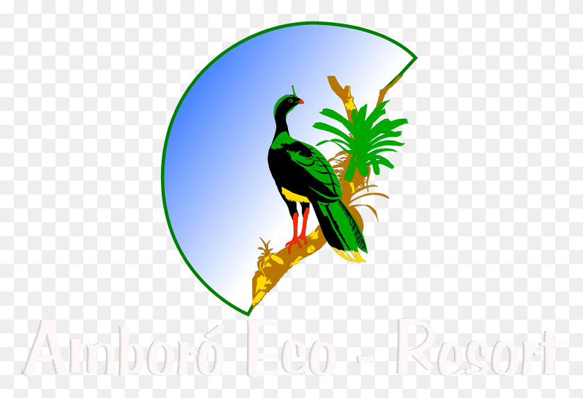 1437x946 Amboroecoresort Com Toucan, Bird, Animal, Rainforest HD PNG Download