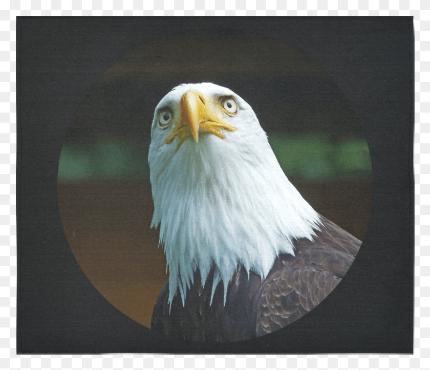 801x681 American Bald Eagle Head 001 06 Rd Cotton Linen Wall Bald Eagle, Eagle, Bird, Animal HD PNG Download