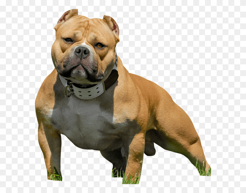 602x600 American Bully American Bully Pitbull, Dog, Pet, Canine HD PNG Download