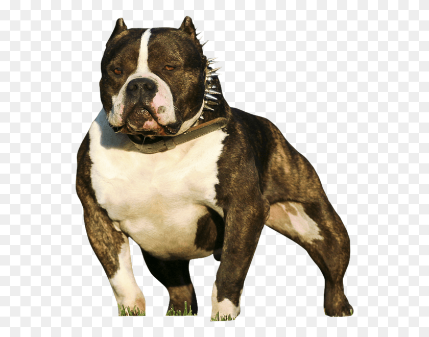 546x600 American Bully American Bully Romeo, Dog, Pet, Canine HD PNG Download