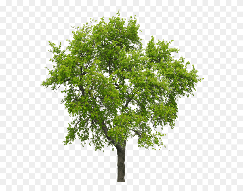 573x601 American Cherry Feuille American Cherry Royalty Free Tree, Plant, Oak, Sycamore HD PNG Download