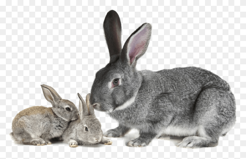 1002x623 Американская Шиншилла Кролик Домашний Кролик, Грызун, Млекопитающее, Животное Png Скачать