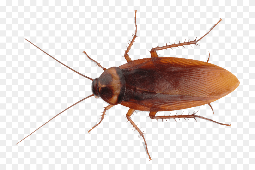 740x499 La Cucaracha Americana Hechos Arañas Rojas Brillantes En Iowa, Insecto, Invertebrado, Animal Hd Png