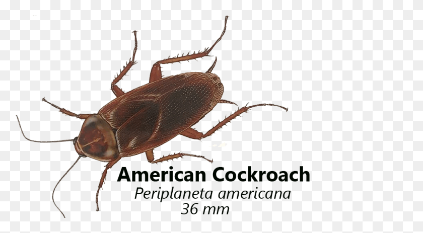 977x506 American Cockroaches Live In Warm Dark Wet Places Weevil, Insect, Invertebrate, Animal HD PNG Download