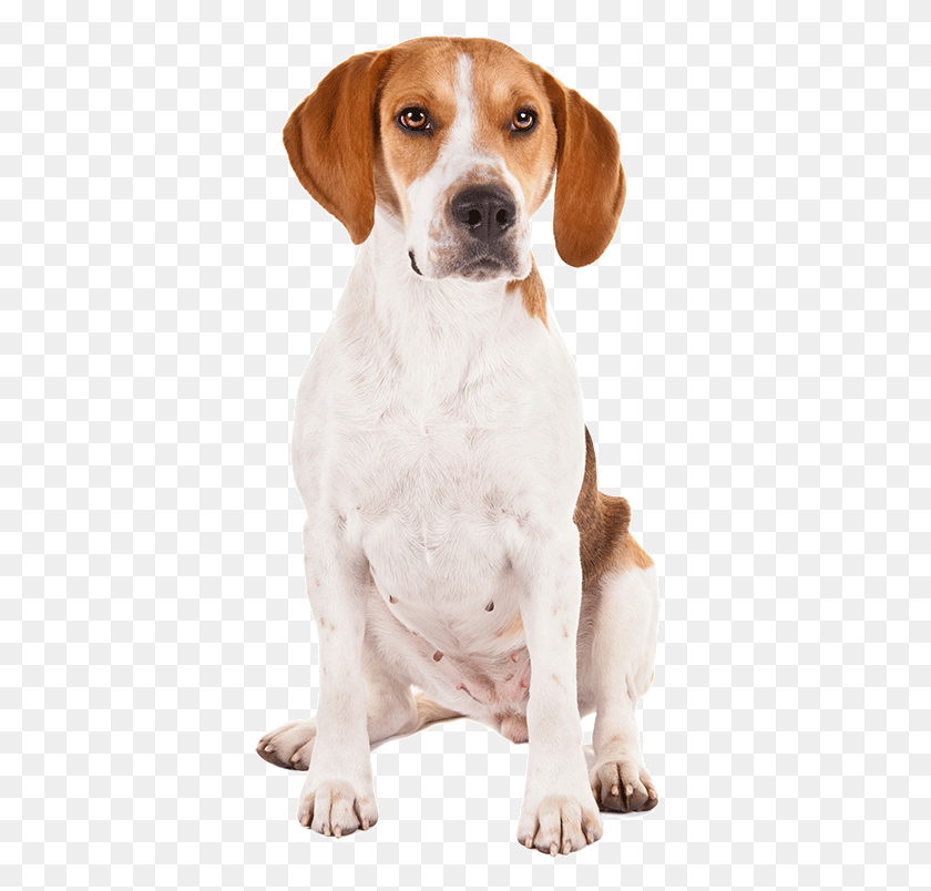 382x744 American Foxhound Harrier National Dog Day Google Doodles, Pet, Canine, Animal HD PNG Download