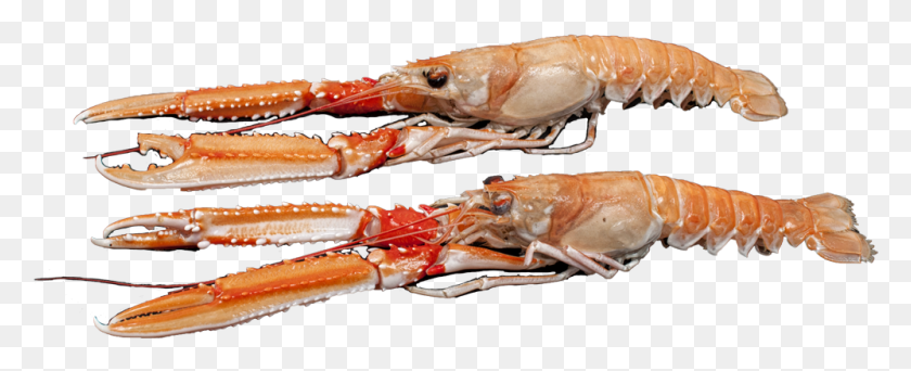 998x361 American Lobster American Lobster, Seafood, Sea Life, Food HD PNG Download
