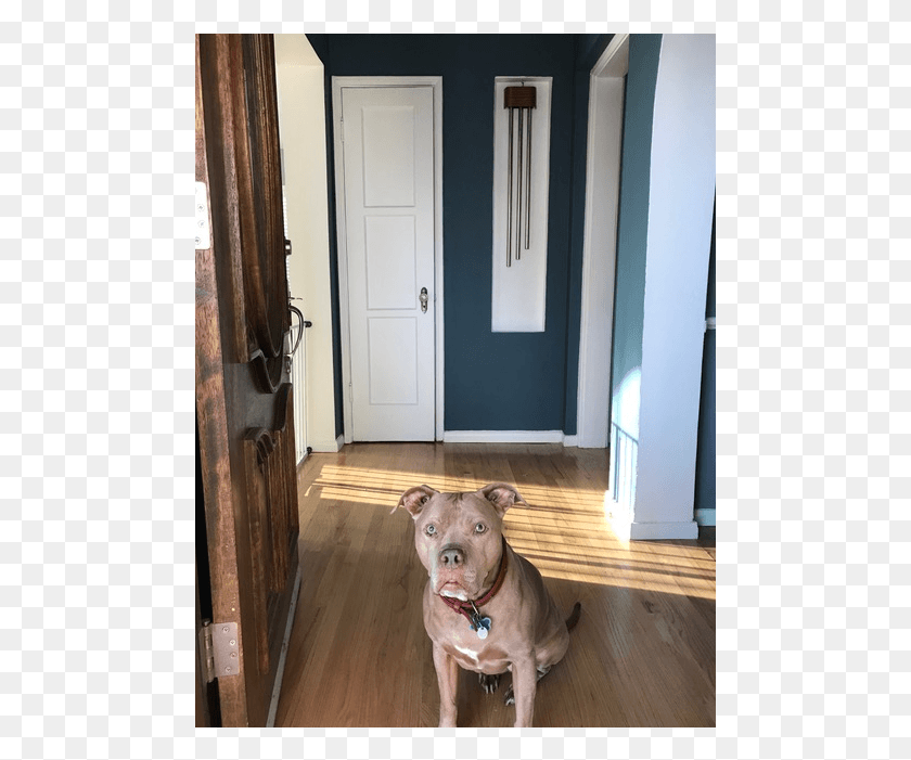 481x641 American Pit Bull Terrier, Floor, Wood, Door HD PNG Download