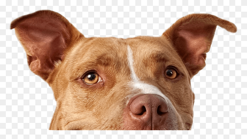 925x493 American Pitbull Terrier Pit Bull Mix Sitting, Dog, Pet, Canine HD PNG Download
