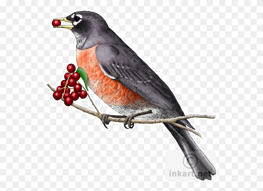 551x550 American Robin Photos Connecticut State Animal, Bird, Plant, Jay HD PNG Download