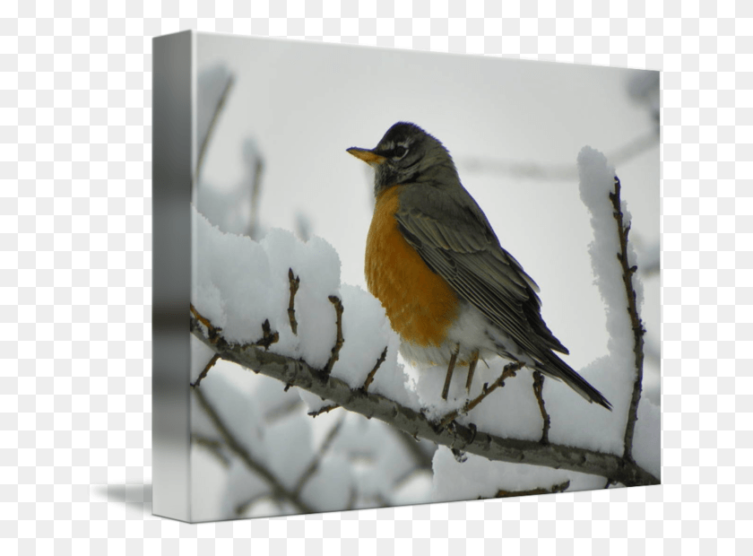 650x560 American Robin Png / Aves Hd Png