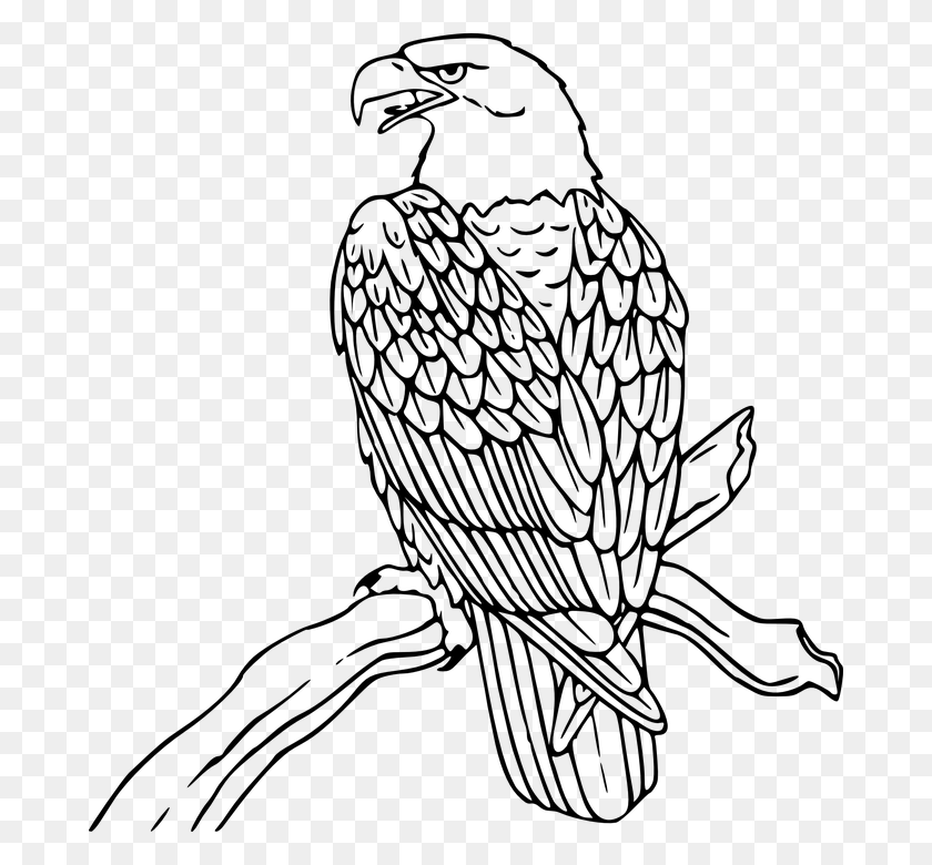 680x720 American Shop Of Library Buy Clip Art Line Drawing Of Eagle, Gray, World Of Warcraft HD PNG Download