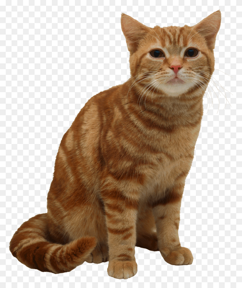 1940x2340 Американская Короткошерстная Кошка, Остров Манкс, Домашнее Животное, Млекопитающее, Hd Png Скачать