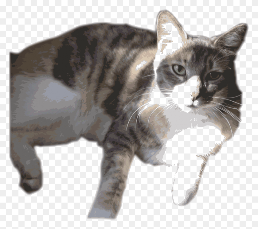 852x750 Американская Короткошерстная Европейская Короткошерстная Кошка Мэнская Кошка Ситцевая Кошка, Домашнее Животное, Млекопитающее, Животное Hd Png Скачать