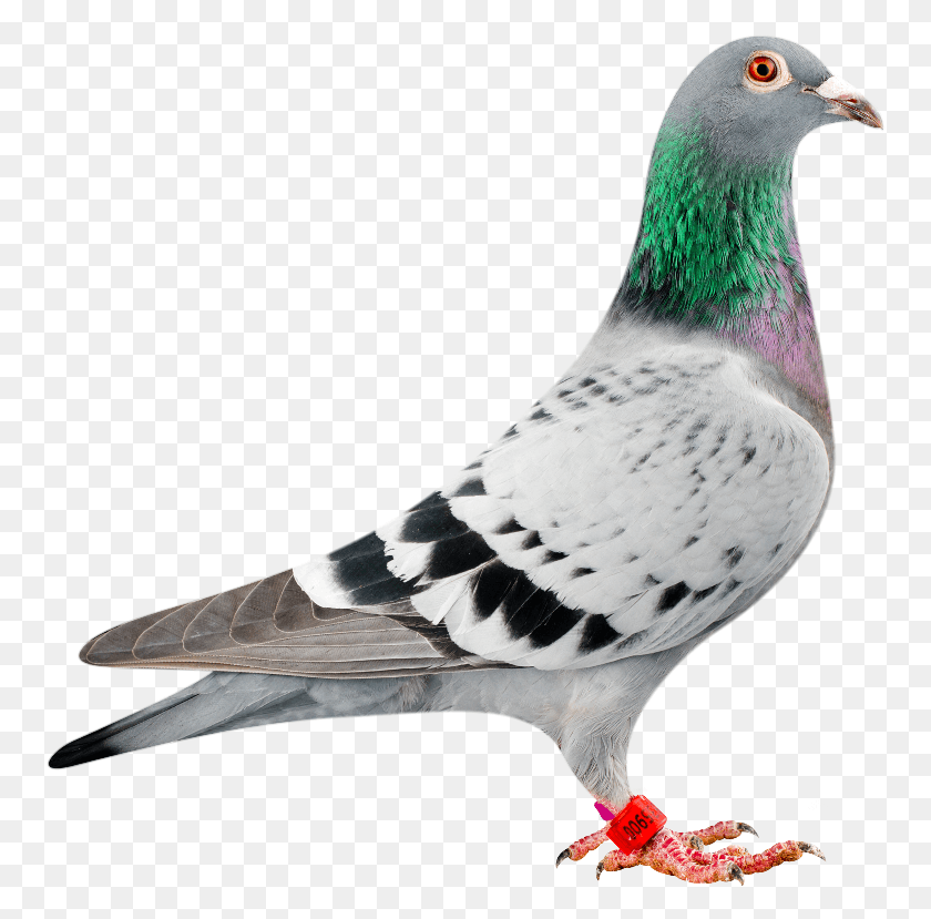 758x769 Amigo 900 Bred In Conjunction With Peter Van Der Merwe Sport Pigeons, Bird, Animal, Dove HD PNG Download
