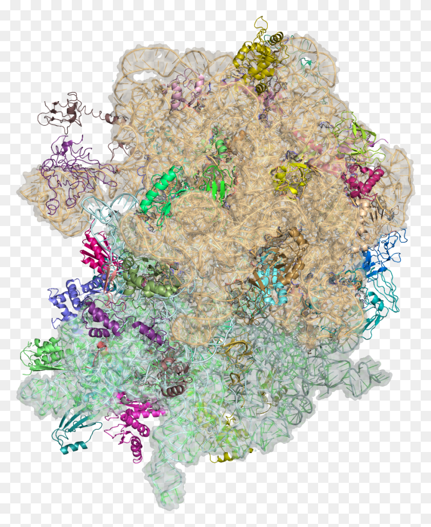 910x1127 Amp 2wdg Ribosome Picture No Background, Ornament, Pattern, Fractal HD PNG Download