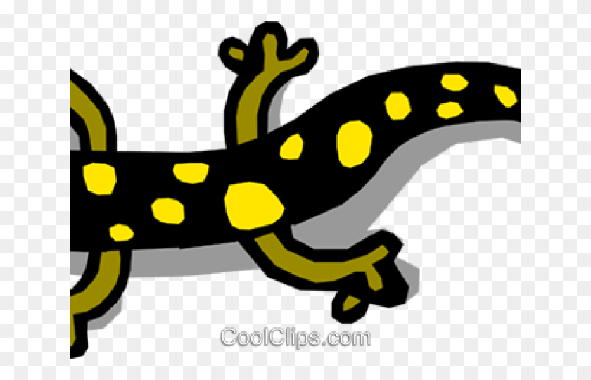 640x480 Amphibian Clipart Spotted Salamander Amphibians That Are Vertebrates, Wildlife, Animal HD PNG Download