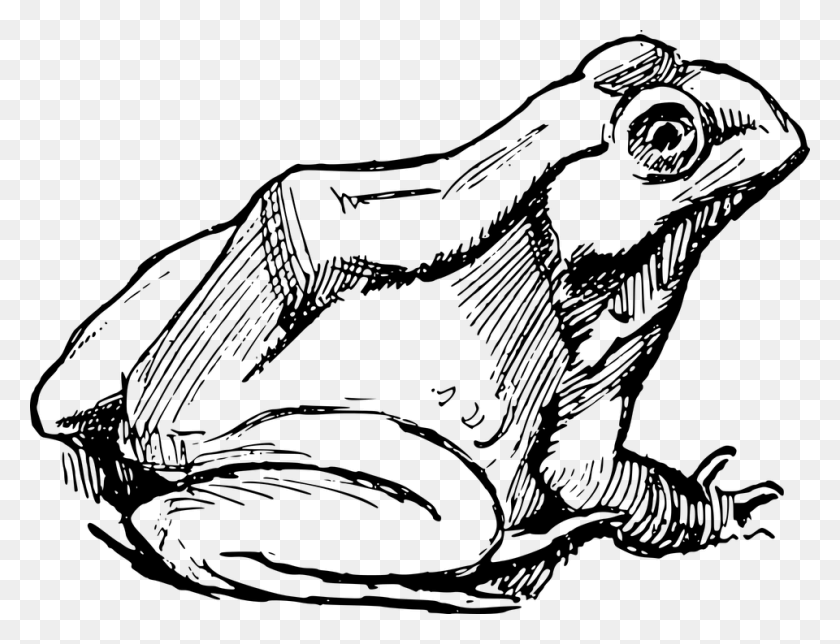960x719 Amphibian Drawing Frog Simple Sketch Frog Simple, Gray, World Of Warcraft HD PNG Download