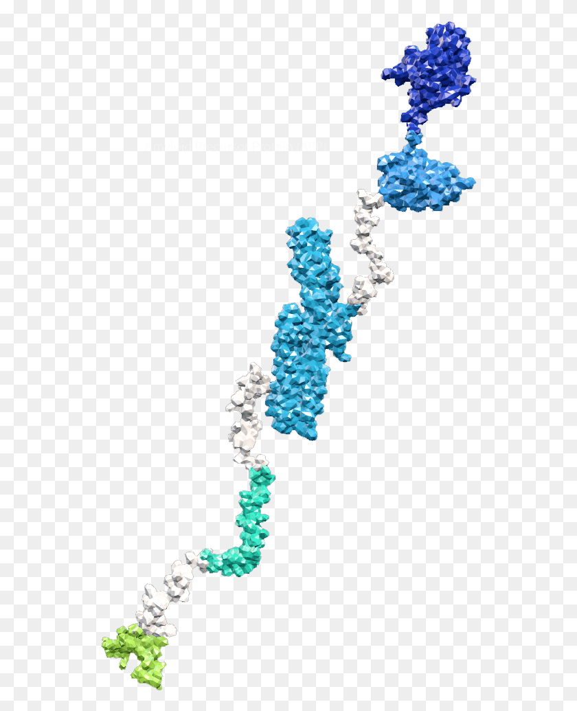 548x975 Amyloid Precursor Protein Illustration, Accessories, Accessory, Jewelry HD PNG Download