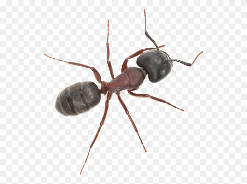 544x565 An Ant Carpenter Ant, Insect, Invertebrate, Animal HD PNG Download