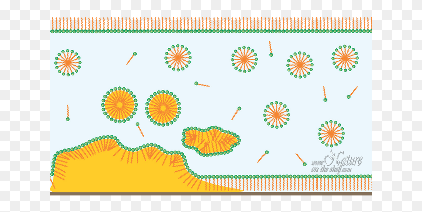 641x362 An Emulsifying Action Of Soap Is Enforced By Friction Soap Micelles, Pattern, Embroidery, Rug HD PNG Download