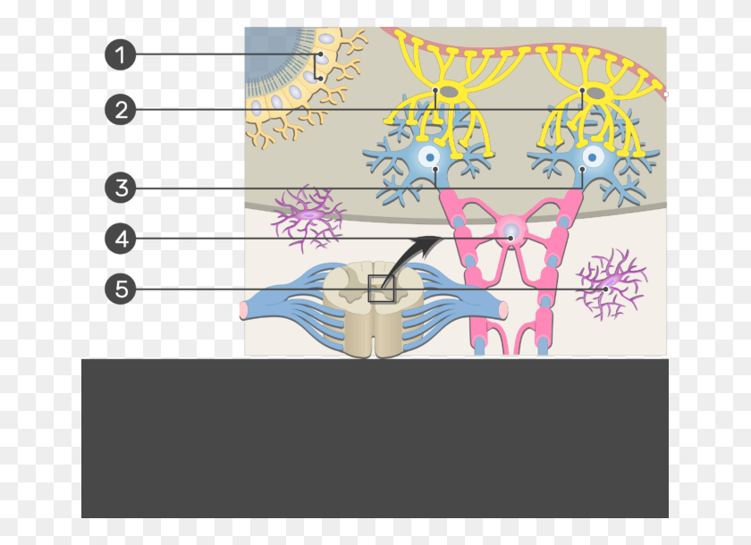 657x550 An Image Inside The Cns Showing The Neuron Support Neuron Support Cells, Water, Text, Bird HD PNG Download