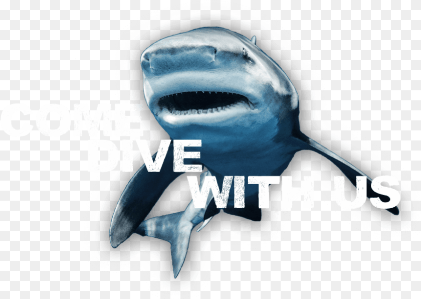 859x609 An Of A Friendly Shark Inviting You To Come Dive Tiger Shark, Animal, Sea Life, Fish Transparent PNG