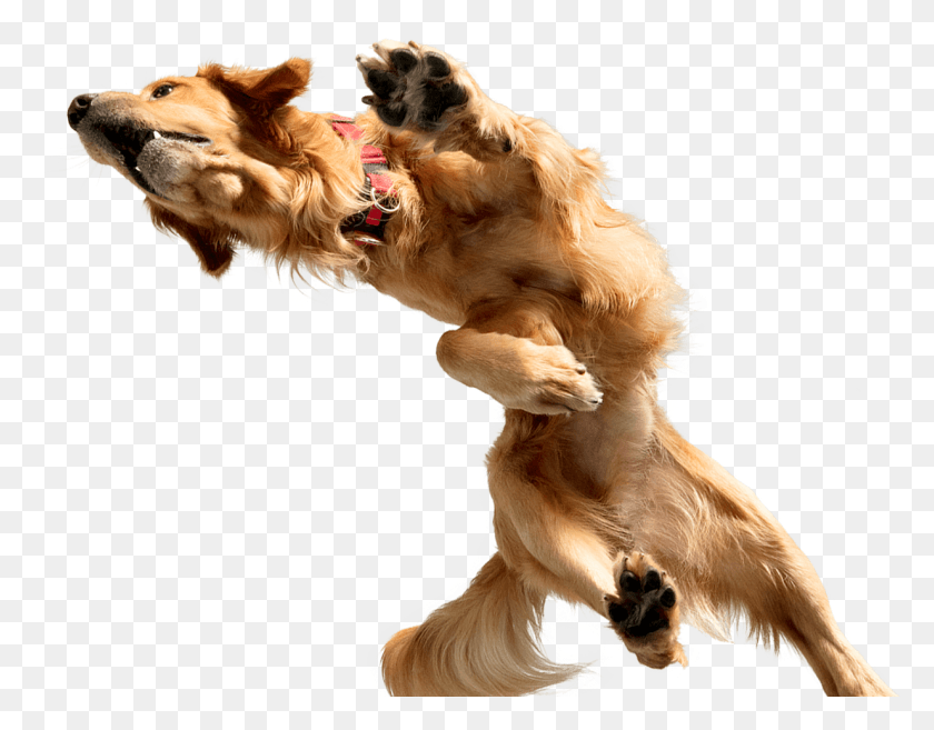 1233x945 An Image Of A Golden Retreiver Walking Across The Screen, Golden Retriever, Dog, Pet HD PNG Download