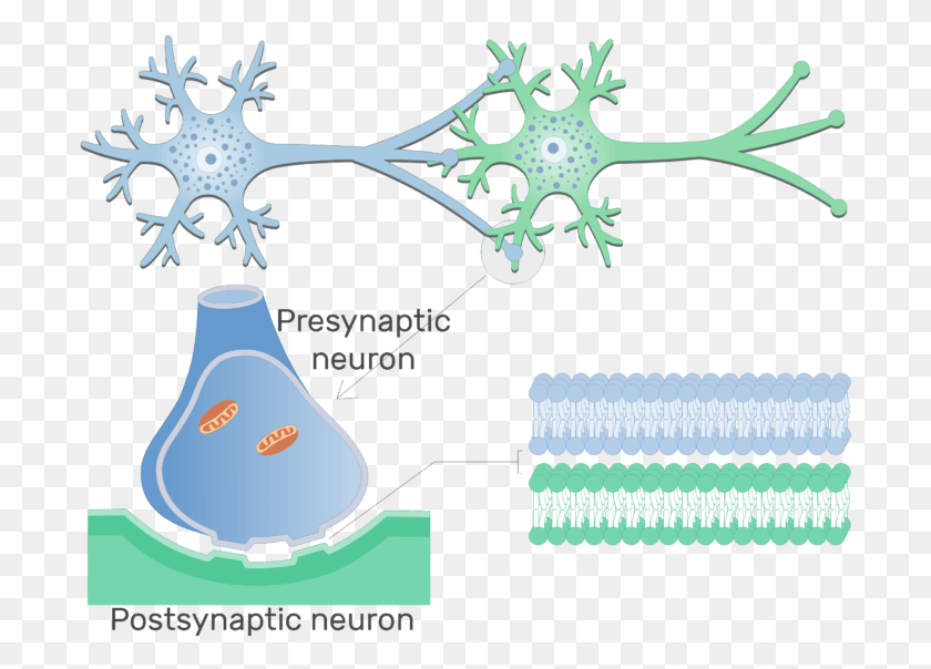 698x544 Изображение, Показывающее Электрический Синапс Между Двумя Нейронами Синапс, Диаграмма, Участок Hd Png Скачать