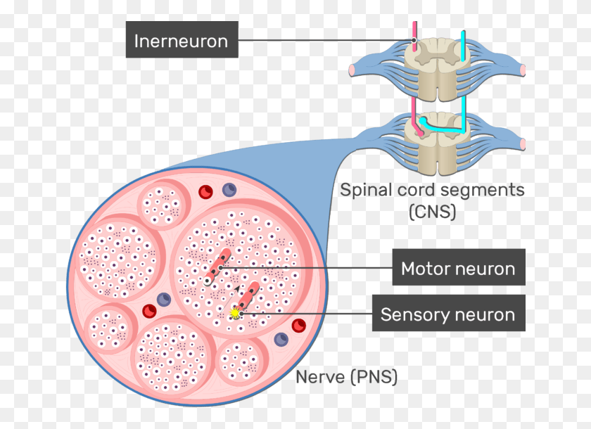655x550 An Image Showing The Action Potential Moving Through Circle, Skin, Plot, Text HD PNG Download
