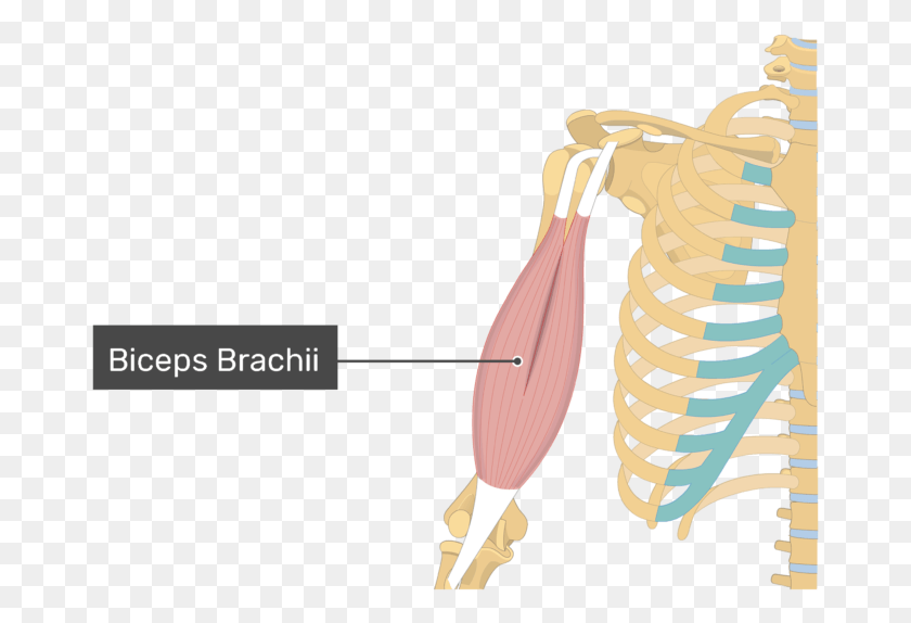 671x514 An Image Showing The Biceps Brachii Muscle Alone Biceps And Triceps Brachii, Skeleton HD PNG Download