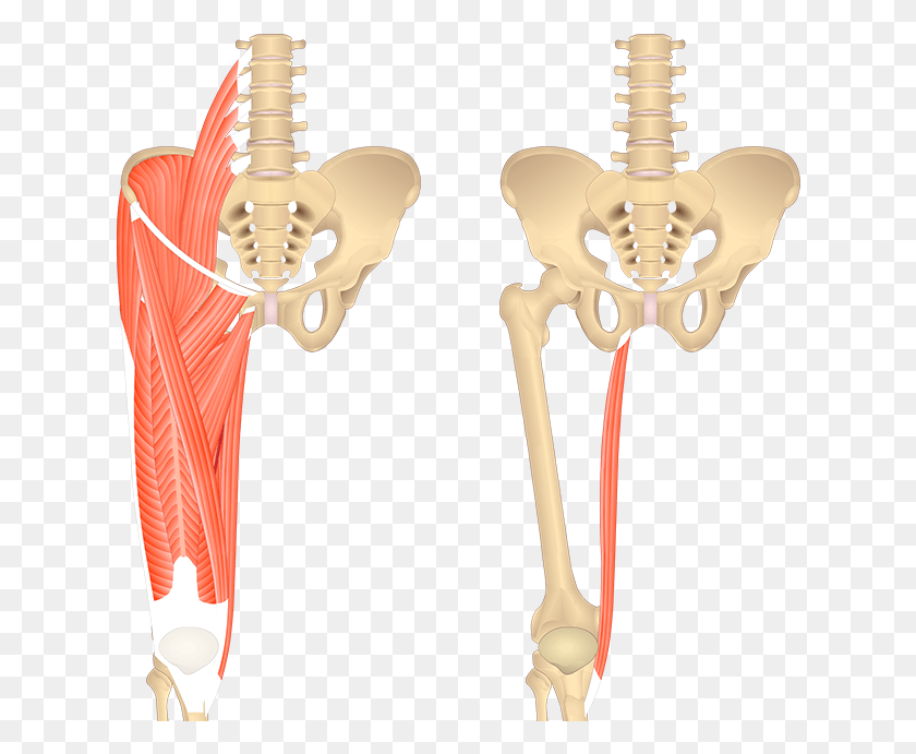 628x631 An Image Showing The Bony Elements Of Lower Spinal Gracilis Muscle, Skeleton, Lamp, Neck HD PNG Download