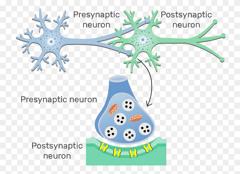 739x550 An Image Showing The Chemical Synapse Between 2 Neurons Basic Structure Of Synapse, Snowman, Winter, Snow HD PNG Download
