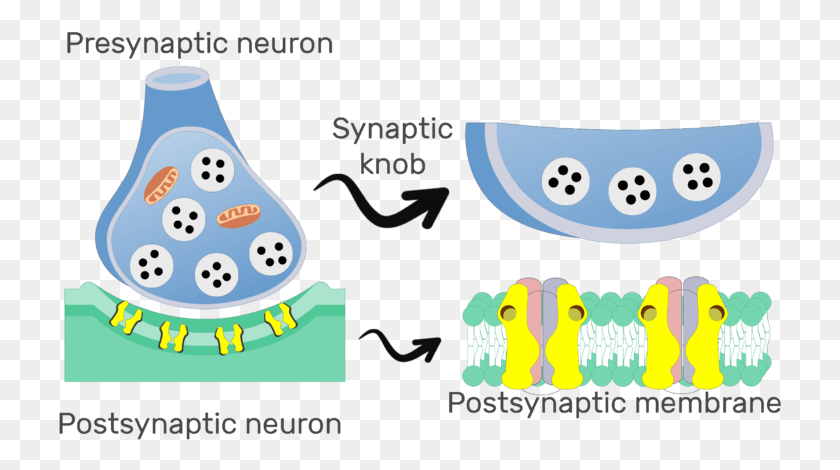 723x410 An Image Showing The Chemical Synapse The Image Contains Postsynaptic Potential, Leisure Activities, Guitar, Musical Instrument HD PNG Download