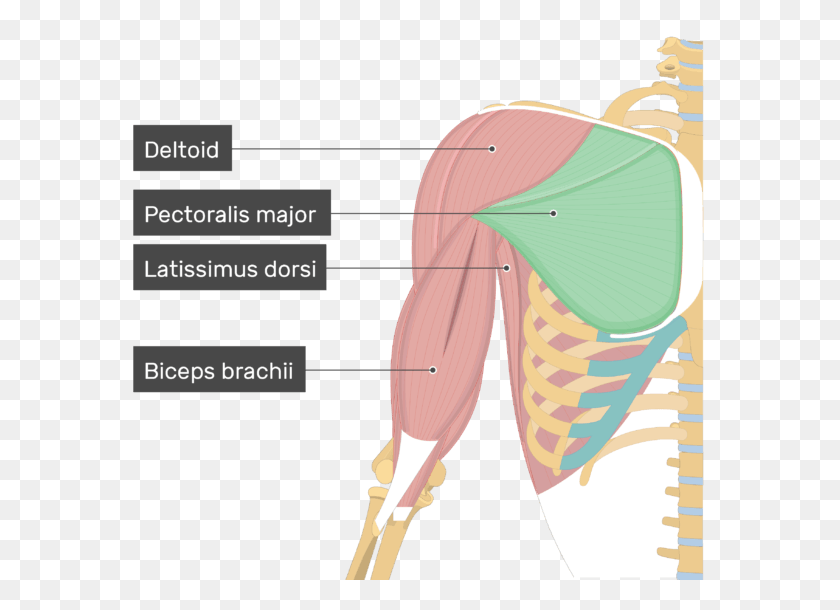 574x550 An Image Showing The Pectoralis Major Muscle Attached Biceps And Triceps Brachii, Plant, Shoulder, Neck HD PNG Download