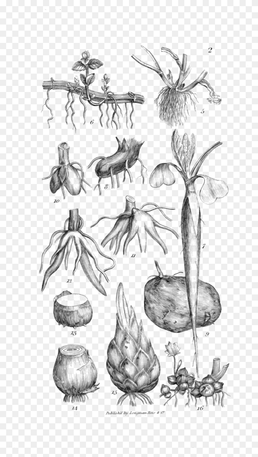 800x1467 An Introduction To Physiological And Systematical Botany Sketch, Plant, Root, Vegetable HD PNG Download