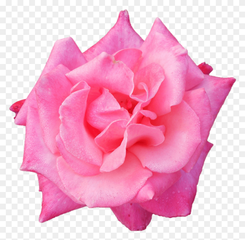 1055x1035 Подношение Из Чайно-Гибридной Розы, Цветок, Растение, Цветение Hd Png Скачать