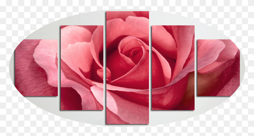 890x447 An Open Pink Rose Middle Of A Rose, Plant, Flower, Blossom HD PNG Download