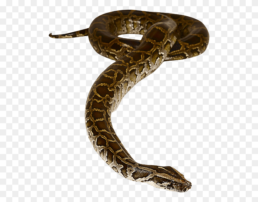 526x596 Anaconda Image Snake, Reptile, Animal, Rock Python HD PNG Download