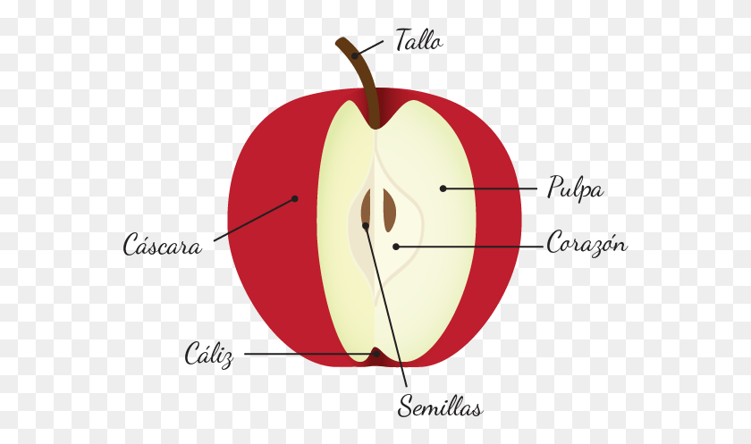 566x437 Anatoma De La Manzana Calyx And Corolla Manzana, Planta, Fruta, Alimentos Hd Png