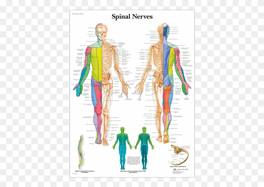 400x537 Anatomical Chart Spinal Nerves Nerves Map, Person, Human, Veins HD PNG Download