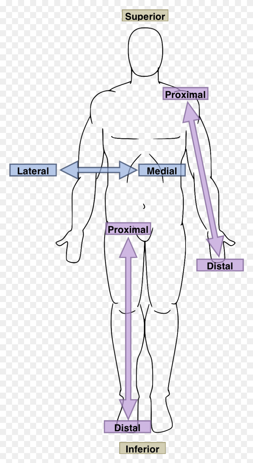 808x1526 Anatomical Directions Dorsal Surface Of Trunk, Plot, Bow, Diagram Descargar Hd Png