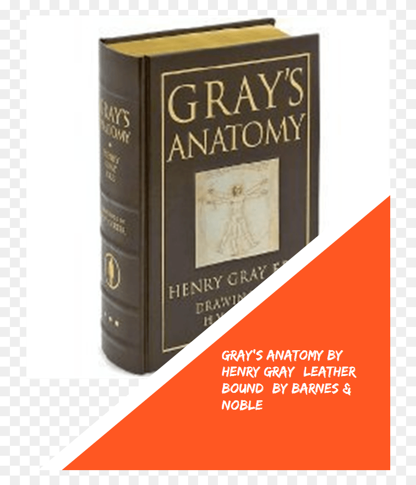736x919 Anatomy By Henry Gray By Barnes Amp Noble Gray39s Anatomy Book, Novel, Flyer, Poster HD PNG Download