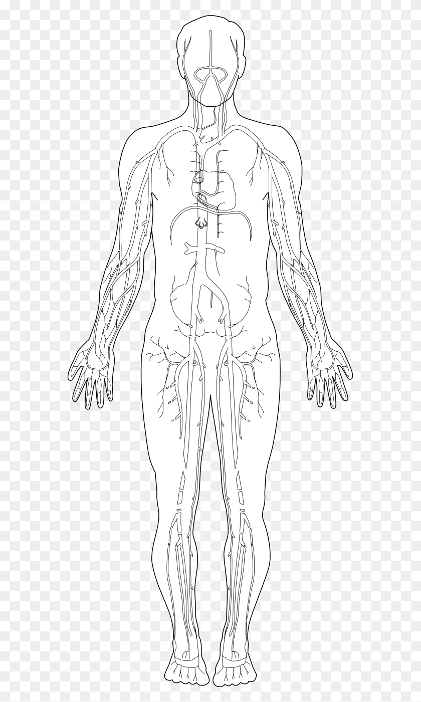 569x1341 Anatomy Clip Art Illustration, Person HD PNG Download