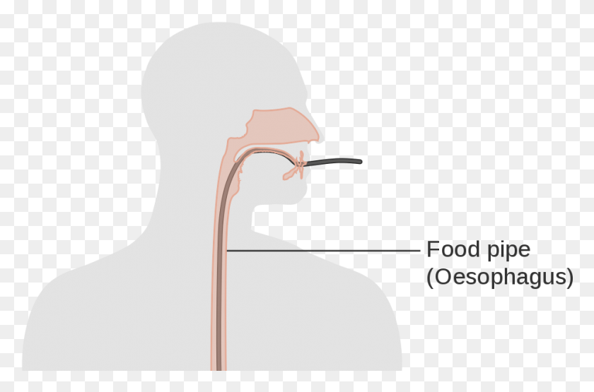941x598 Anatomy Functions And Diseases Of The Esophagus Illustration, Head, Neck, Throat HD PNG Download