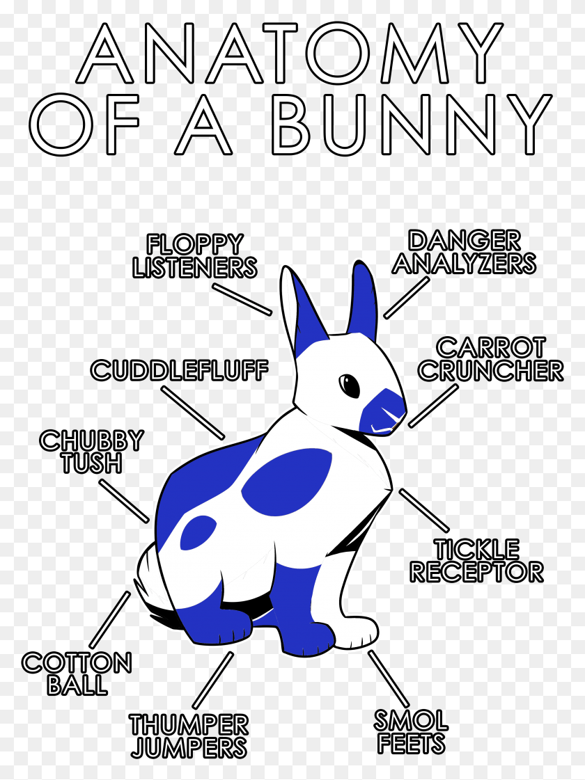 3269x4447 Anatomy Of A Bunny Bunny Anatomy, Poster, Advertisement, Flyer HD PNG Download