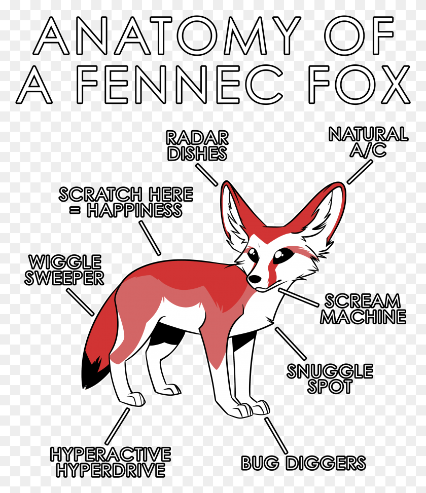 3470x4063 Anatomy Of A Fennec Anatomy Of A Fennec Fox, Mammal, Animal, Wildlife HD PNG Download