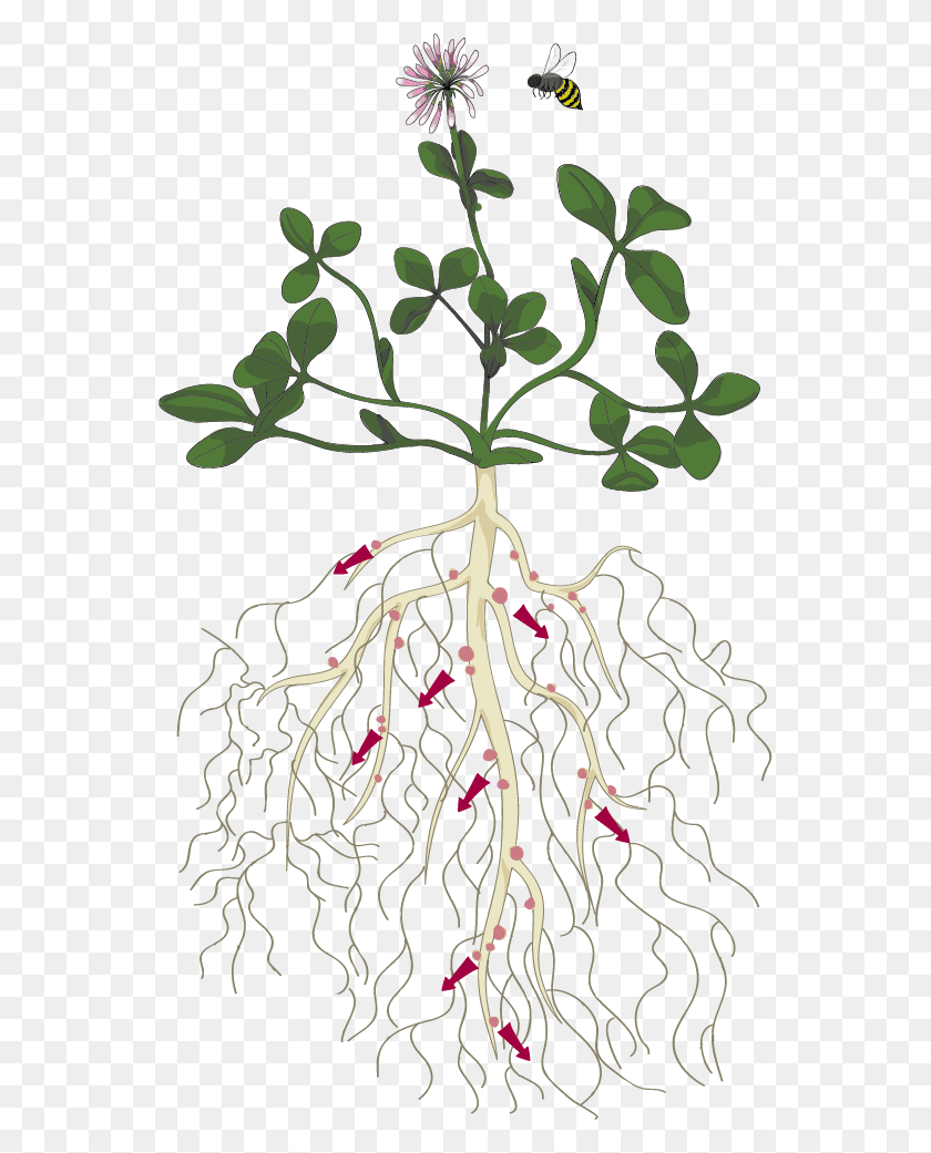 554x981 Anatomy Of A Fixation Plant Plant Roots Soil Infiltration, Root HD PNG Download