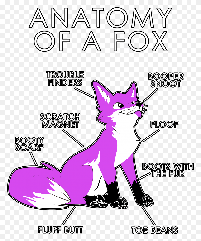3421x4162 Anatomy Of A Fox Red Fox Anatomy, Poster, Advertisement, Flyer HD PNG Download