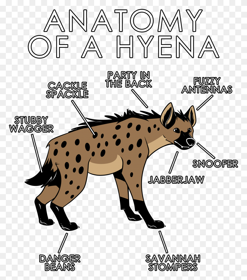 3774x4316 Anatomy Of A Hyena2 Hyena Anatomy, Wildlife, Animal, Mammal HD PNG Download