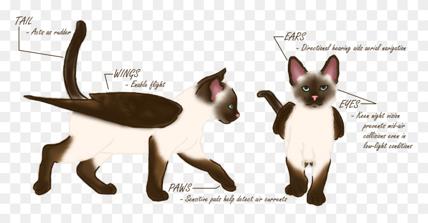 1178x572 Anatomy Of A Scratch Siamese, Animal, Mammal, Pet HD PNG Download